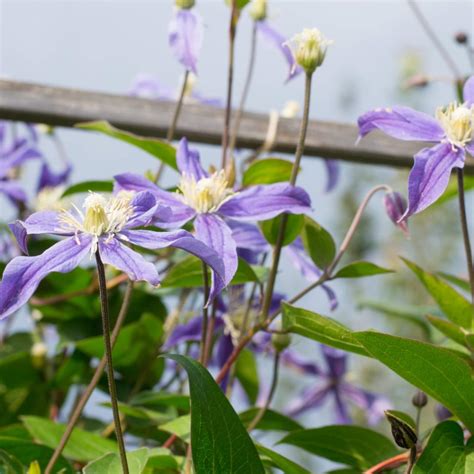 staudenclematis arabella|Staudenclematis Arabella / Clematis integrifolia。